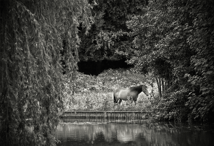 20 Beautiful Black and White Nature Photography